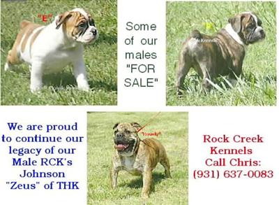 Old English Bulldog Puppies for Sale